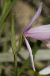 Rose pogonia <BR>Snakemouth orchid